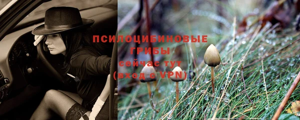 прущие грибы Бугульма